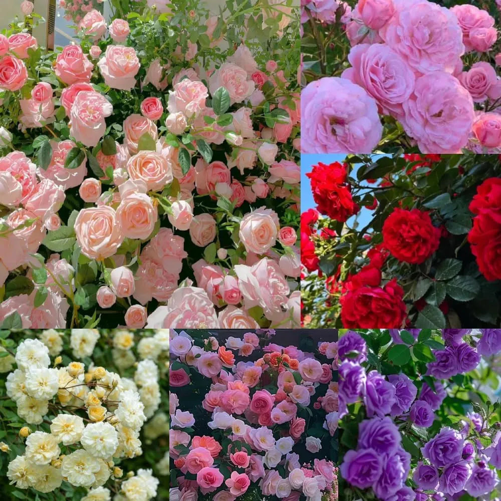 9 Types Of & Rare Color Climbing Rose Seeds + Plant Growth Supplement FREE🔥