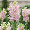 Afflorance Tuberose Bulbs (Buy 1 Get 1 Free)