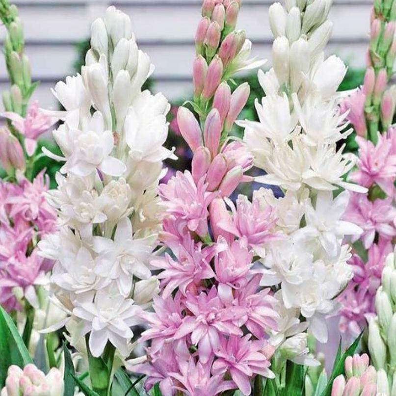 Afflorance Tuberose Bulbs (Buy 1 Get 1 Free)