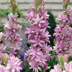 Afflorance Tuberose Bulbs (Buy 1 Get 1 Free)