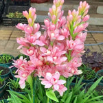 Afflorance Tuberose Bulbs (Buy 1 Get 1 Free)