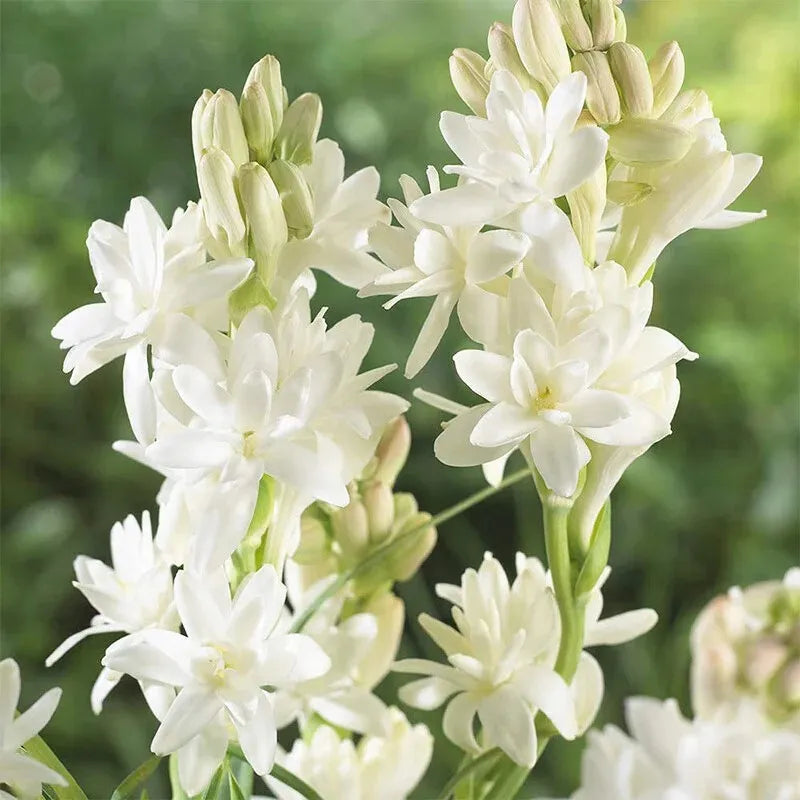 Afflorance Tuberose Bulbs (Buy 1 Get 1 Free)