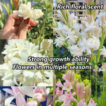 Afflorance Tuberose Bulbs (Buy 1 Get 1 Free)