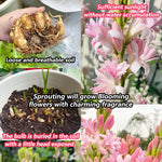 Afflorance Tuberose Bulbs (Buy 1 Get 1 Free)